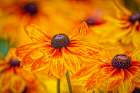 USA-Colorado-Fort Collins Coreopsis flowers close-up Art Print